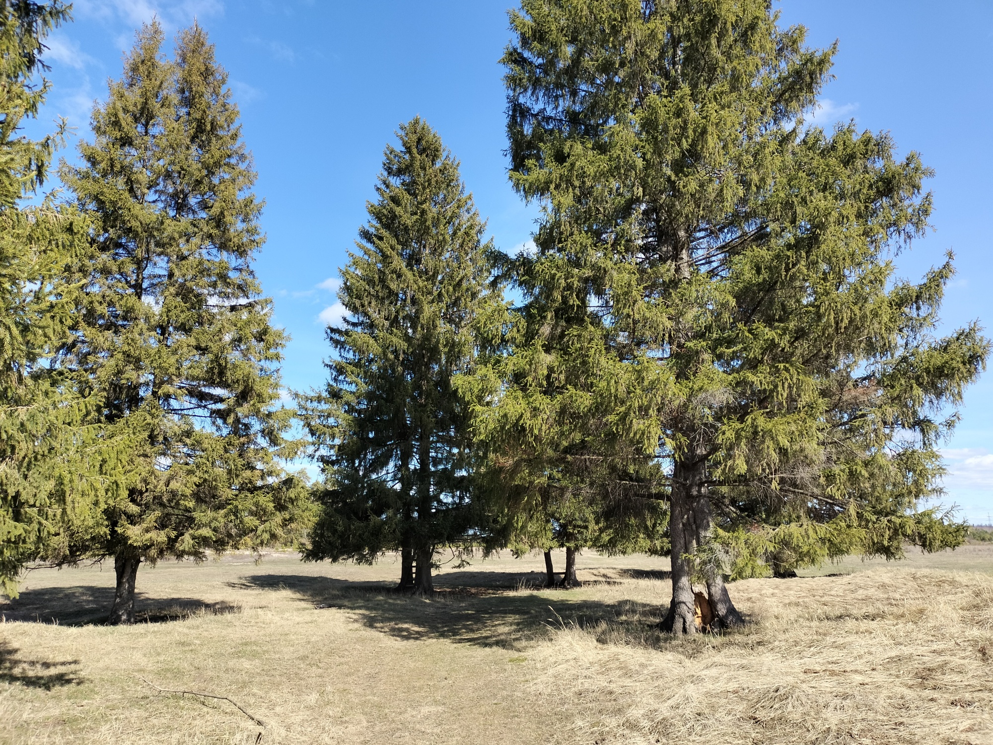 c. Помары,  ул. Новая